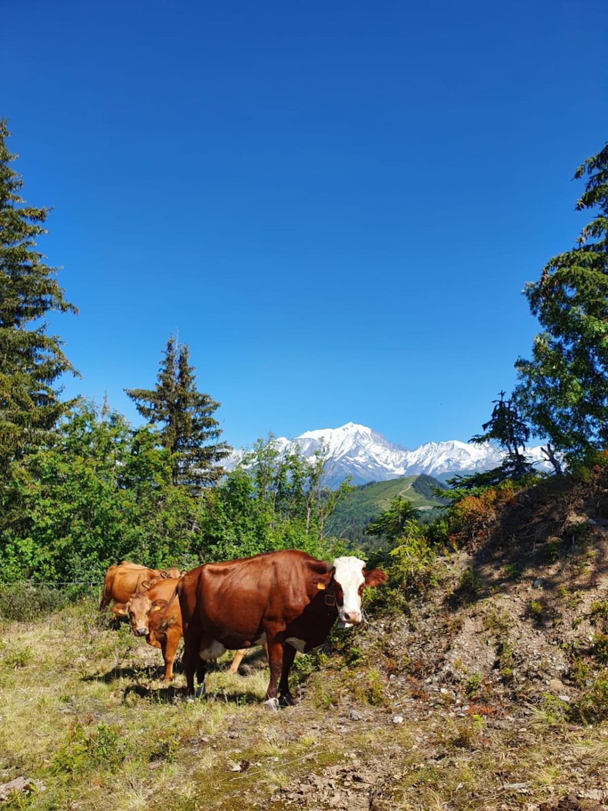 Appartement La Duchère Le Plan-la Giettaz massif des Aravis Esterno foto